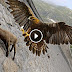 Watch the skills of Eagle to catch Mountain goat, video goes viral again