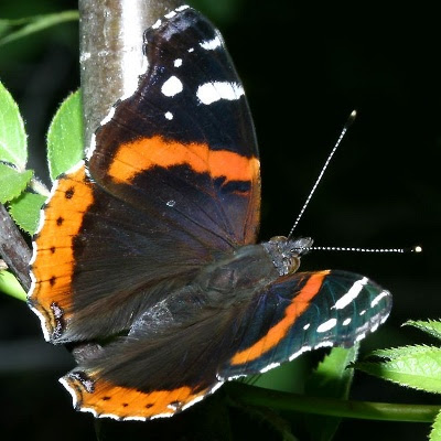 Admiral (vanessa atalanta)