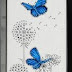 Adonis Blue Butterflies