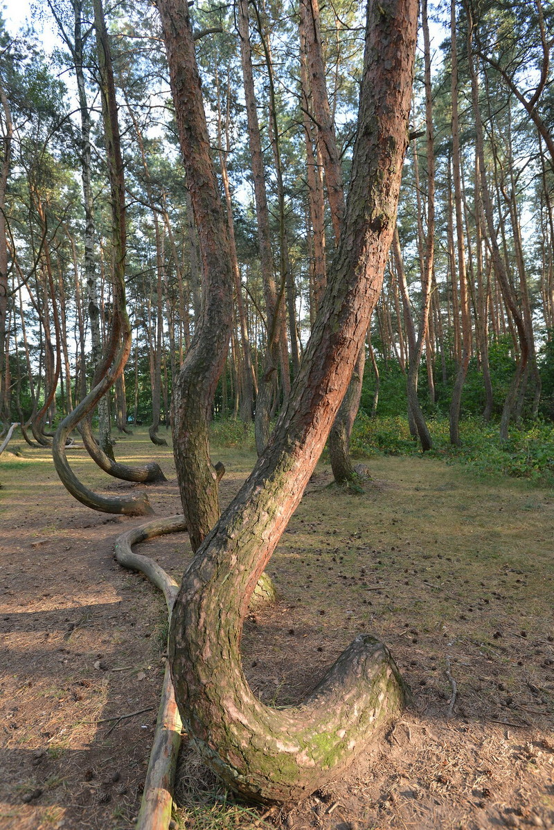 j shaped trees, crooked forest, crooked forest poland, the crooked forest, curved trees, crooked tree forest, sideways tree, where is the crooked forest, crooked forest in poland, curved tree, trees with curved trunks, bent trees in the forest, trees growing sideways,