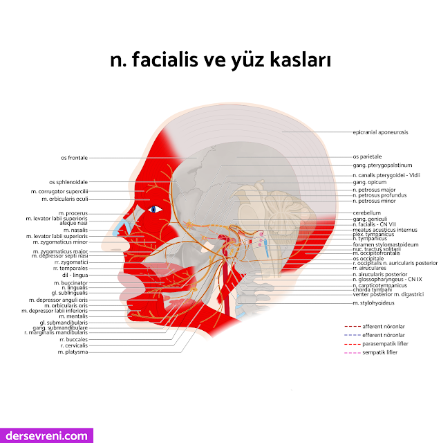 n. facialis - CN VII