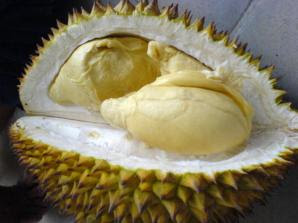 adenalfi: durian sukun