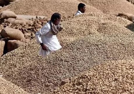 Declining peanut market sales improve peanut apmc market price of agriculture in Gujarat farmers groundnut market average strong Declining peanut market sales improve peanut apmc market price of agriculture in Gujarat farmers groundnut market average strong