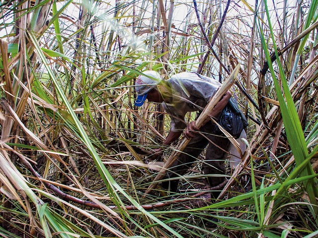 80 MIL CANAVIEIROS PODERÁ PARALISAR SEUS TRABALHOS APÓS 13 RODADAS DE NEGOCIAÇÕES