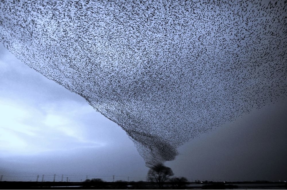 The 100 best photographs ever taken without photoshop - Birdy hurricane
