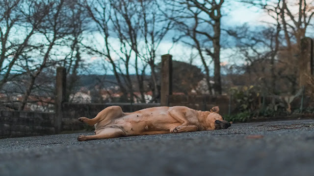 Dog play dead