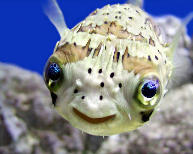 laughing fish