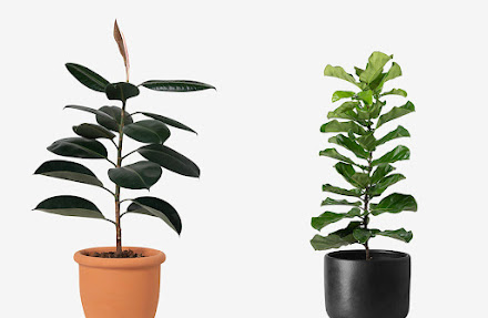 Ficus elastica x Ficus lyrata