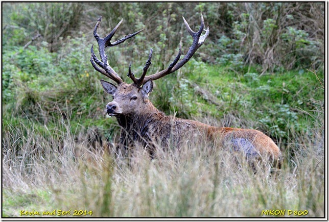 Bradgate Park - Autumnal scenes