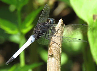 Orthetrum triangulare, Blue-tailed Forest Hawk