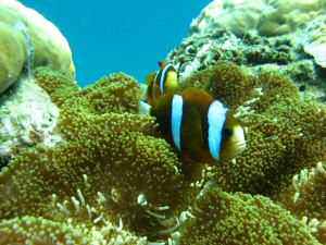 Scuba diving Great Barrier Reef