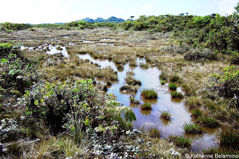 Alaka'i Swamp Trail Kauai Hawaii