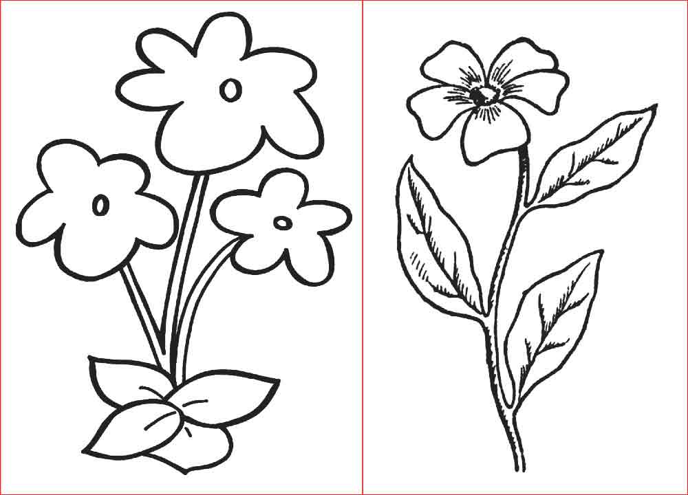 30 Gambar  Sketsa  Bunga  Mudah Bunga  Matahari Mawar 