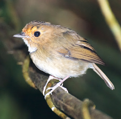 Rufous-browed Flycatcher (Anthipes solitaris)