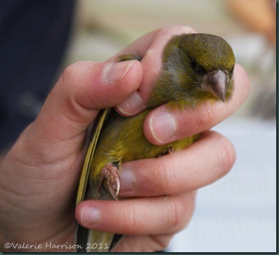 12-Greenfinch