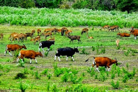 Taman Nasional Alas Purwo Banyuwangi