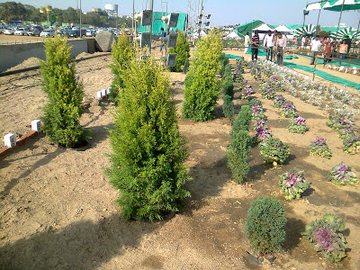 thuja plant