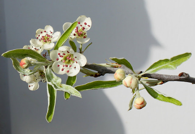 Груша иволистная (Pyrus salicifolia)