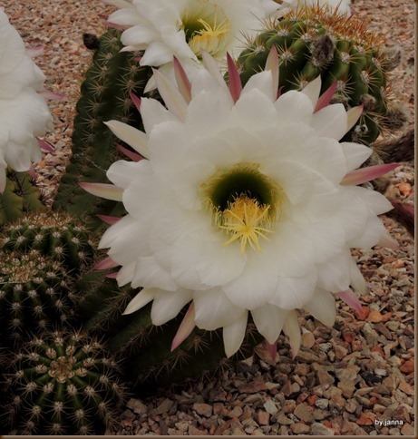 DSCN0557