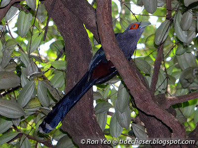 Chestnut-bellied Malkoha (Phaenicophaeus sumatranus)