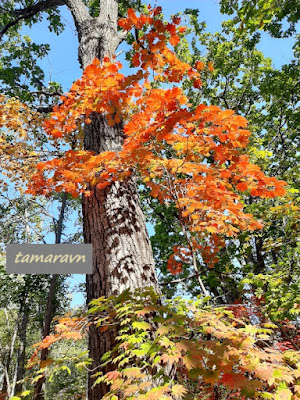 Клён ложнозибольдов (Acer pseudosieboldianum)