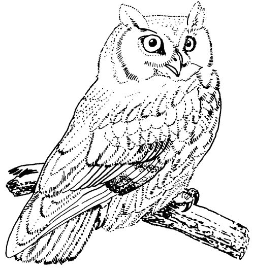 Screech Owl Coloring Page Download