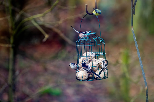 wild birds eating suet ball in bird feeder