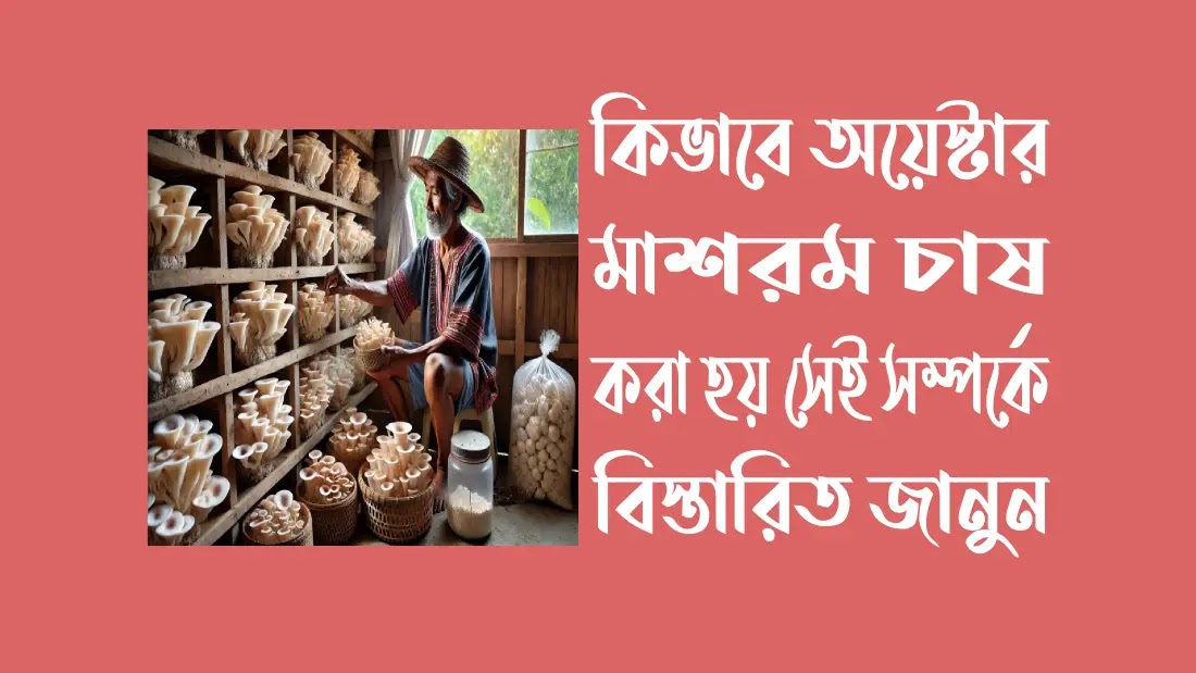 কিভাবে-ওয়েস্টার-মাশরুম-চাষ-করা-হয়