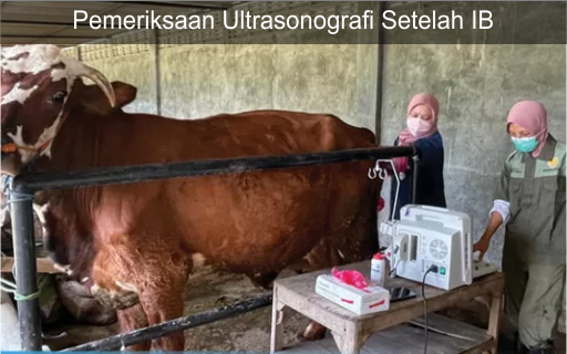 Pemeriksaan Ultrasonografi Setelah IB