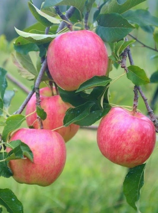 bibit buah buahan apel fuji yang baik depok Pekalongan