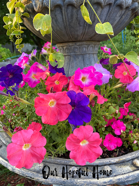 pink and purple petunias