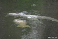 Manatees