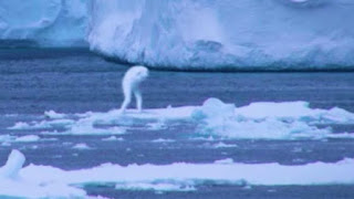  Konspirasi atau Fakta? Mengungkap Keberadaan Makhluk Tersembunyi di Balik Es Antarktika