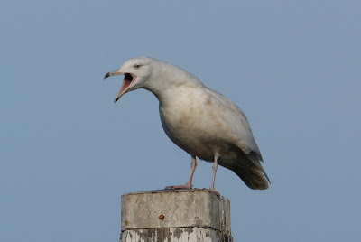 Grutte Iismiuw - Grote Burgemeester - Larus hyperboreus