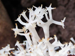Clavulina coralloides IMG15069