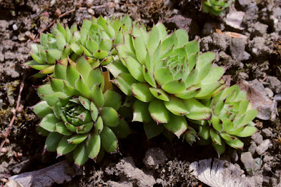 Sempervivum marmoreum - Balkan Houseleek care and culture