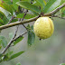 Se maduro la guayaba #NuestraTierra