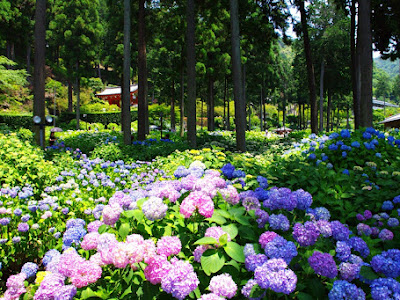 ++ 50 ++ 京都 観光 6月 117351-京都 嵐山 観光 6月