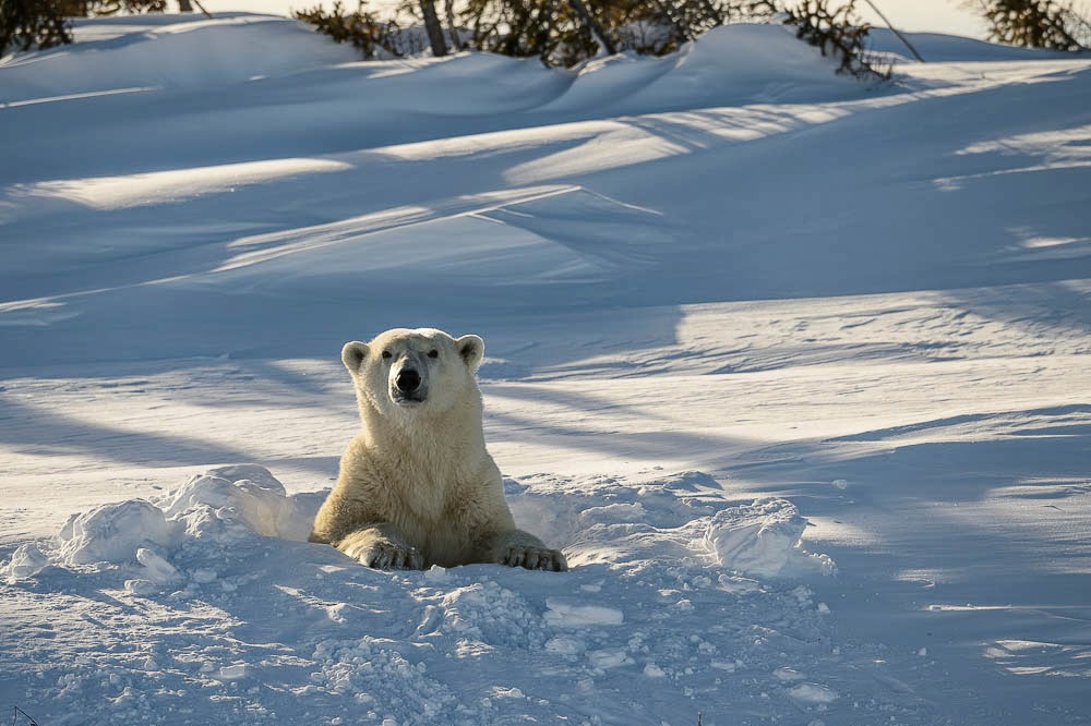 http://www.rudolf-hug.ch/content/fotogalerie/Animals/Mammals/Bears%20%28Polar%29/slides/_14G0081.html