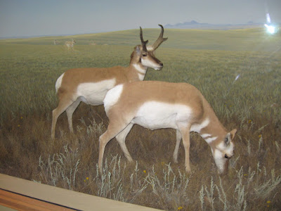 The Antelope dispaly from my last trip to the museum