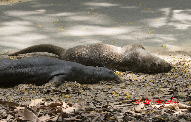 Singapore otters