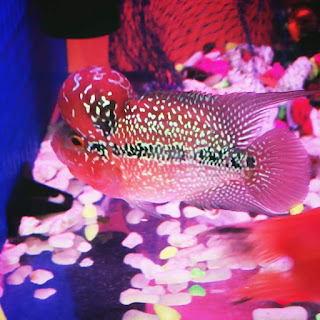 King Kamfa Flowerhorn Cichlid