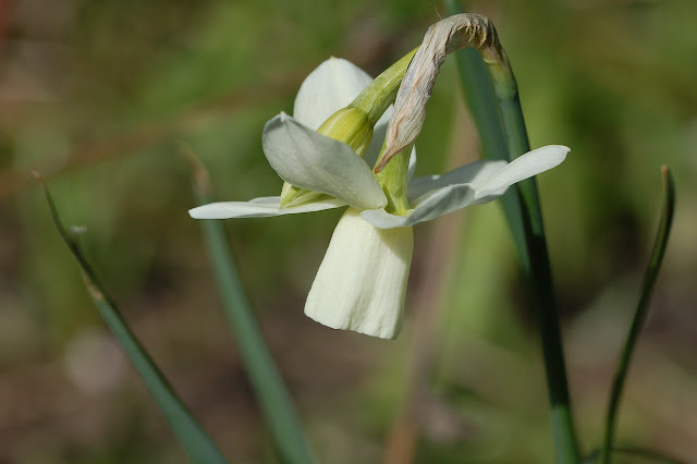 narcis 'Íce Wings'