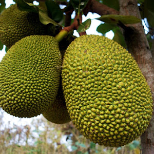 Bibit Nangka Kandel