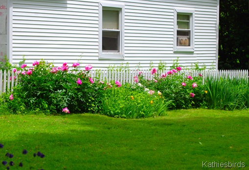 3. peonies-kab