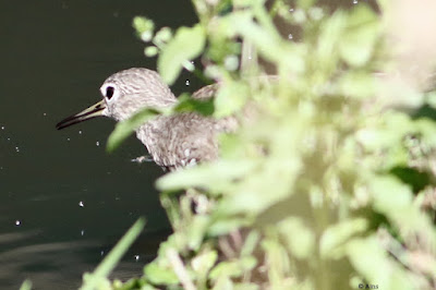 Green Sandpiper