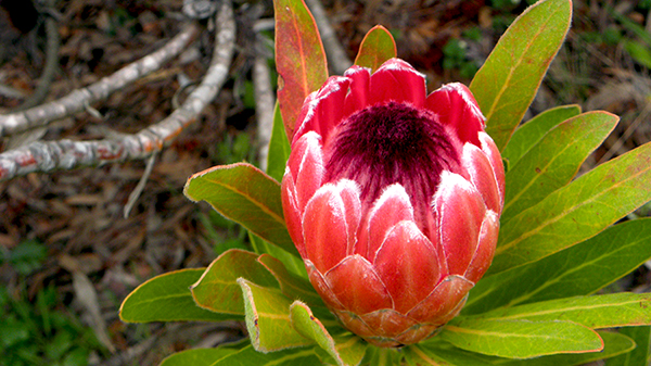 Pink Sugarbush Protea