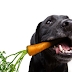 Cachorro pode comer cenoura?