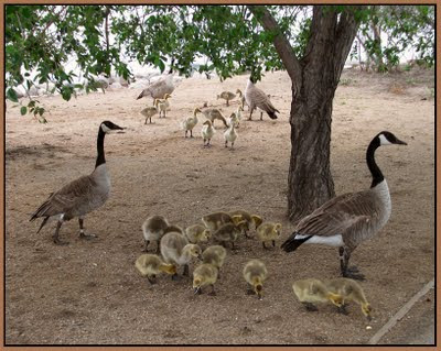 Canada geese with dozens of goslings in Wascana Park, Regina