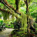 Old Tree in Jungle Wallapper